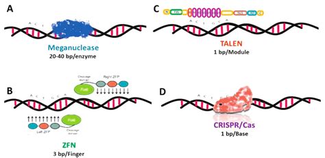 Four main mechanisms of genetic engineering tools, A) Meganuclease as ...