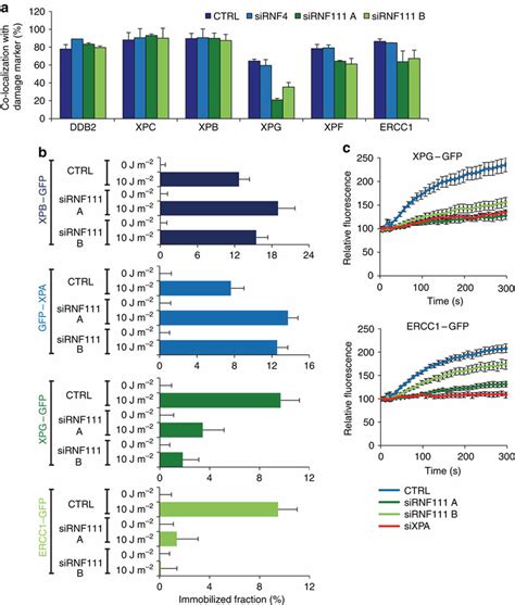 RNF111 Is Required For Binding Of XPG And XPF ERCC1 To The NER Complex