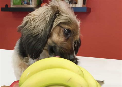 Can Dogs Eat Bananas? Health Benefits, Side Effects & Tips