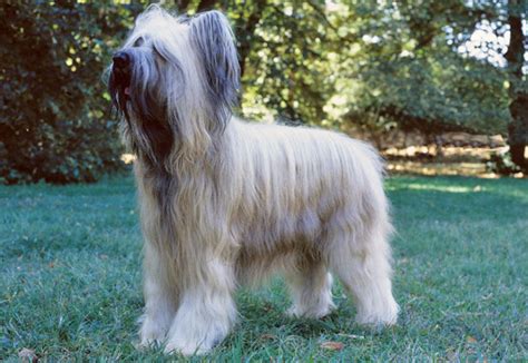 Briard Breed Information Vetstreet Vetstreet