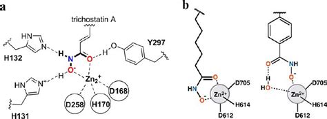 A Coordination Model Of Trichostatin A TSA Hydroxamic Acid Group