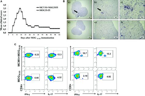 BalB C Mice With Latent Murine Cytomegalovirus McMV Infection