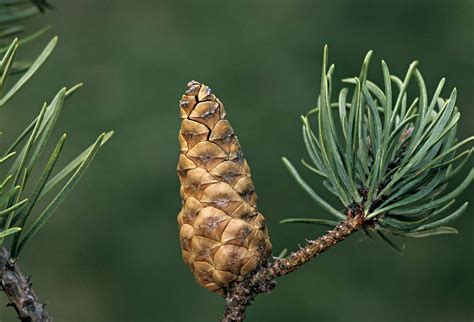 13 Common North American Pine Species