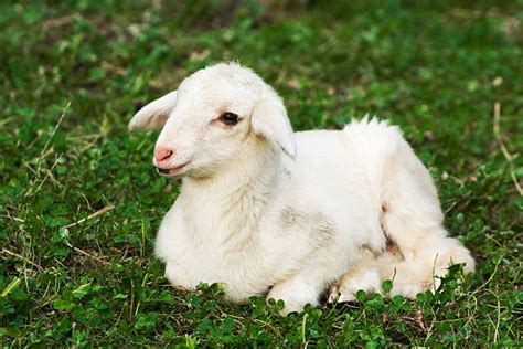 Best Lying Down Lamb Sheep Grass Stock Photos Pictures And Royalty Free