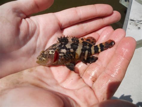 Baby Black Grouper