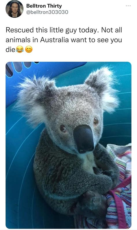 Wholesome Koala Rwholesomememes Wholesome Memes Know Your Meme