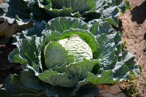 Kohl Auf Dem Feld In Der Provinz Valencia Spanien Lizenzfreies Foto