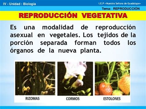 Reproducción Vegetativa