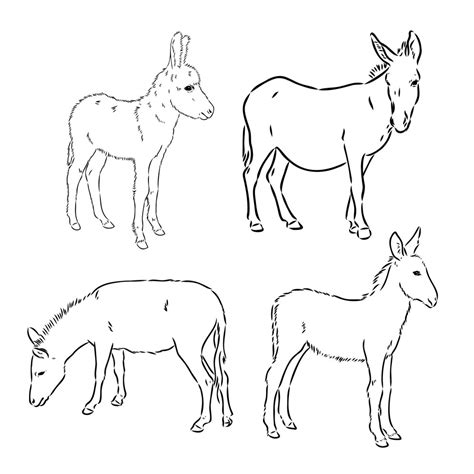Premium Vector Sketch Of Donkey Hand Drawn Illustration Donkey Vector