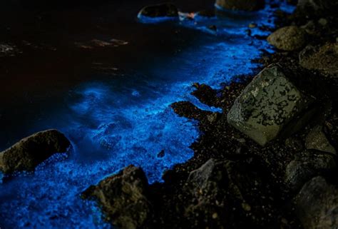 Bioluminiscencia Ti E De Azul Las Playas De Santa Rosal A