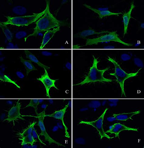 Immunofluorescence If Icc Antibody E Tag Sino Biological