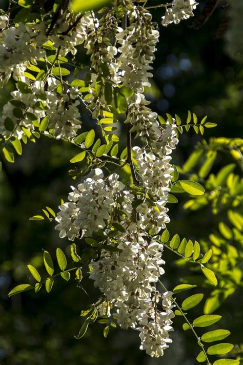 The Black Locust Robinia Pseudoacacia Stock Image Image Of Nature