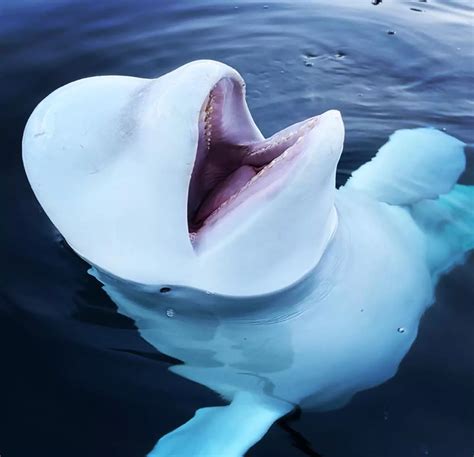 Hvaldimir the ‘spy’ beluga dashes for Sweden