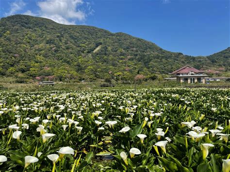 海芋季 頂湖 標籤文章彙整。 跟著領隊sky玩。一日遊美食親子景點住宿