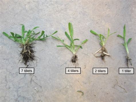 Postemergent Crabgrass Control | K-State Turfgrass