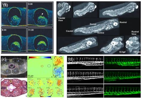 PDF Optical Coherence Tomography Is A Promising Tool For Zebrafish