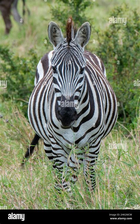 Africa Kenya Northern Serengeti Plains Maasai Mara Plains Zebra Aka