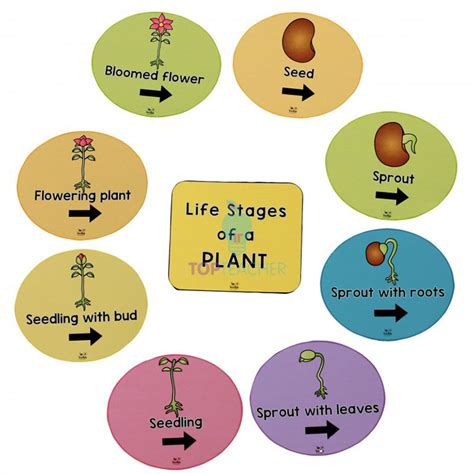 Life Cycle Of A Plant