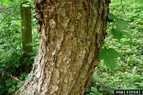 River Birch Betula Nigra