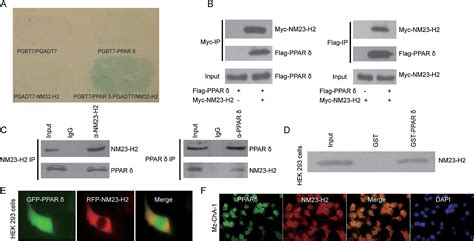 Recruited Metastasis Suppressor Nm23 H2 Attenuates Expression And