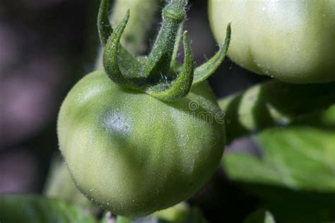 Tomate Verde Sin Madurar En Un Arbusto Imagen De Archivo Imagen De