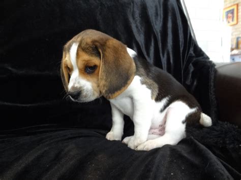 Playful Pocket Beagles Puppies For Sale Playful Cute Tiny Toy Beagle