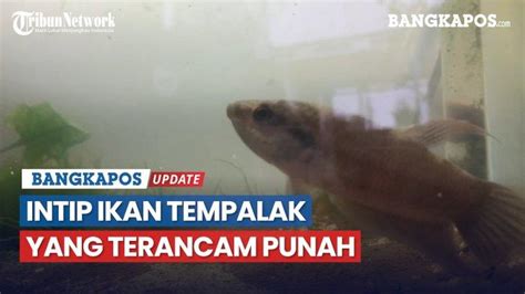 Inilah Tujuh Ikan Endemik Bangka Belitung Dari Tempalak Mirah Sampai