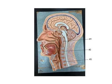 Usi Bio 122 Respiratory System Flashcards Quizlet