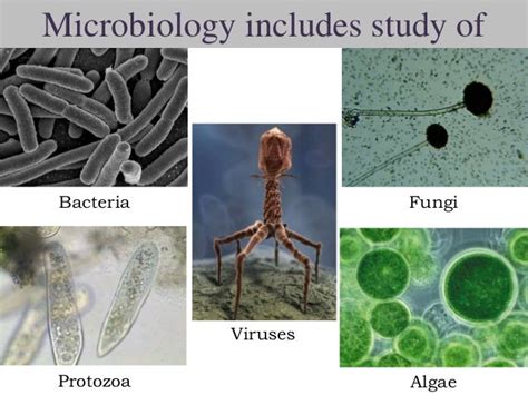 Microbiology