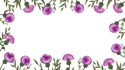 Thistle Flower Watercolor Style Creative Border Thistle Watercolor