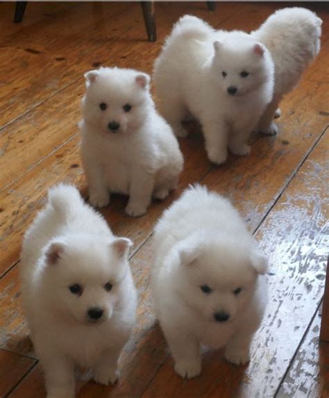 Japanese Spitz Puppies For Sale | Charlottesville, VA #305967