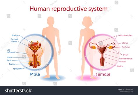 Human Reproductive System Anatomical Banner Close Stock Vector Royalty