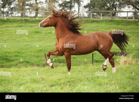 Nice Chestnut Welsh Pony Stallion Running On Green Grass Stock Photo