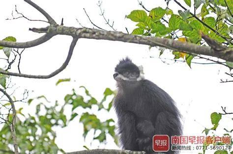 惊喜！这类国家一级保护动物又现身大明山，被游客拍到