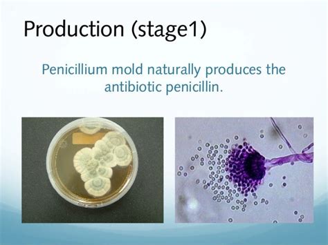 Penicillin -discovery and production