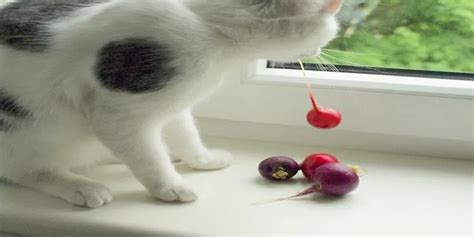 Can Cats Eat Radishes Poultry Care Sunday