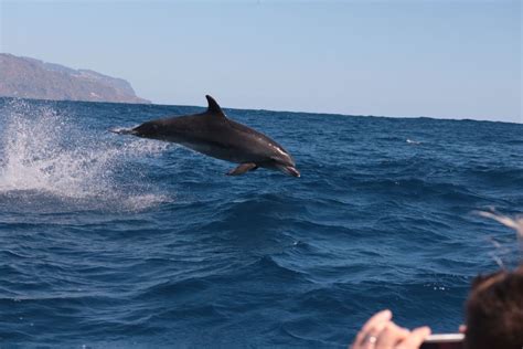 Desde Calheta Excursi N En Barco Semirr Gido Para Avistar Ballenas Y