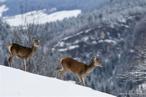 Biche Et Son Jeune Jean Michel Hytte Photos Vercors