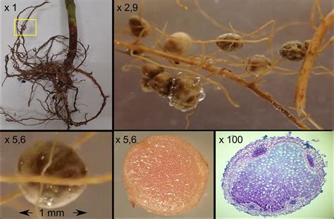 Les Symbioses Dans Le Programme De Terminale Spésvt Blog