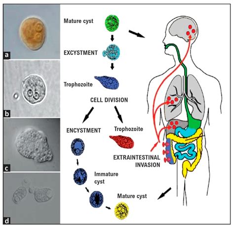 Entamoeba Histolytica Cyst