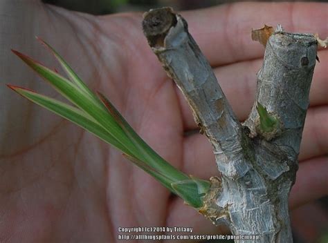 Photo Of The Emerging Growth Of Dragon Tree Dracaena Reflexa Var