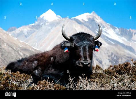 Yak Nepal Stock Photo Alamy