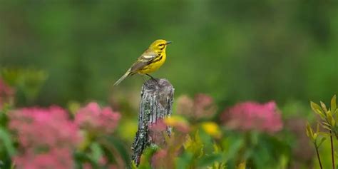 Prairie Warblers A New Birding Hotspot In The Midwest Birds Coach