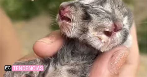 Un Gato Con Dos Caras Encontr El Amor Tras Ser Abandonado El Comercio