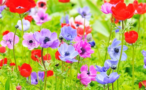 The Incredible Flowers In The Bible And Their Meanings And Symbolism