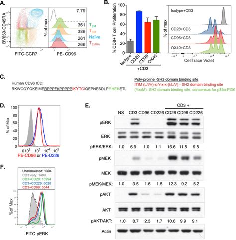 Cd96 Is Broadly Expressed On Human T Cells And Acts And Co‐stimulates