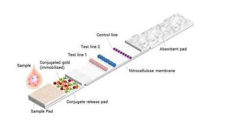 Lateral Flow Assay Labels And Conjugation Technologies