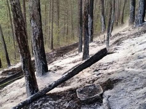 In Jena Waldbrand durch Wegwerfgrill Verletzter bei Schlägerei