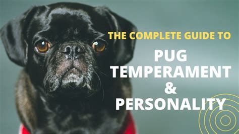 The Complete Guide To Pug Temperament And Personality Lucky Pug