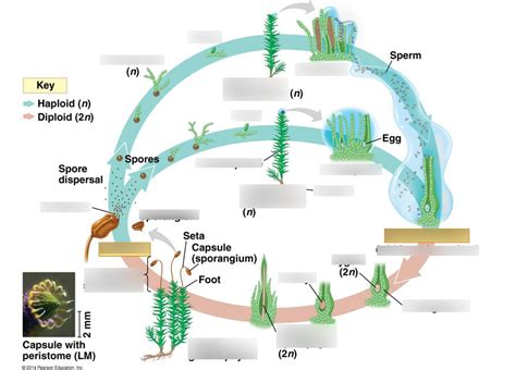 Bryophyte Life Cycle Diagram | Quizlet